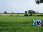74480316b-rainfed-agriculture-rice.jpg