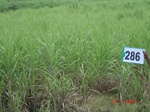 73420286a-irrigated-supplemental-groundwater-sugarcane.jpg