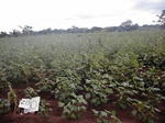 12025GT280_cotton.JPG