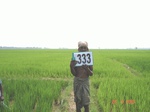 132030333d-irrigated-canal-rice.gif