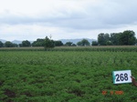 72890268d-irrigated-supplemental-lift-irrigation-mixedcrop-cotton-dominant-maize-chilli.jpg