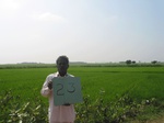 7770gt023bcropland--irrigated-rice-tunga.jpg