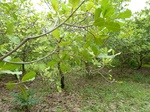18533P1000369.JPG