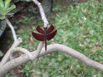 16589IMG_5376.JPG