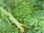 20246P1020101.JPG