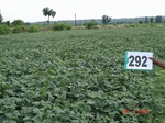 73630292a-rainfed-agriculture-soyabean-doublecrop-wheat.jpg