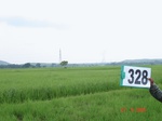 74870328b-irrigated-canal-rice.jpg