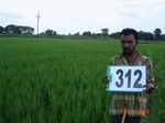 74320312b-irrigated-supplemental-tank-rice.jpg