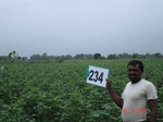 71730234c-rainfed-agriculture-cotton.jpg
