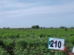 71000210c-rainfed-agriculture-mixedcrop-cotton-gram.jpg