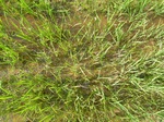1799620091112_gt01b_Agriculture_Rice_Irrigated_Triple_Continous.JPG