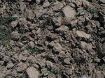 11607vp-058-Irrigated (Surface water) winter wheat-a.jpg