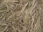 8517IMG_0343.JPG