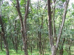 546211052008(30).JPG