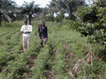 12187GT327_groundnut.JPG