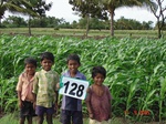 124730128c-rainfed-agriculture-maize.gif