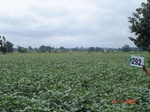 73650292c-rainfed-agriculture-soyabean-doublecrop-wheat.jpg