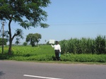 7933gt140a_cropland_sugarcane_rice_Turmaric.jpg