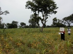 12093GT094_Soybean_G_corn.JPG