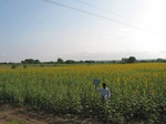 9814gt0107b-cropland-rainfed-farm fallow-black-soils.gif