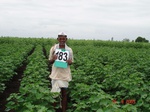 70190183a-rainfed-agriculture-cotton-dominant-sunflower.jpg