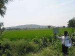 7801gt039a-irrigated-rice-thungabhadra.jpg