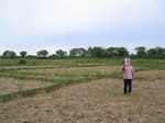 820504-croplant-riceb.jpg