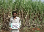 71960242b-irrigated-supplemental-groundwater-mixedcrop-sugarcane-dominant-rice-doublecrop.jpg