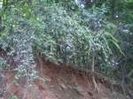 17529100_2790.JPG