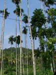 546311052008(31).JPG
