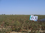 10302068-Irrigated (Surface water) cotton-b.jpg