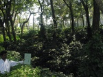 9297gt09a-coffee-m-sec-forest.gif