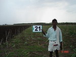 12786021b-rainfed-rabi-mixed-crop-tobacco-groundnut-millet.gif