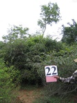 824823-forest-lowland-young-shrubs-densea.jpg