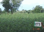 73070273c-irrigated-supplemental-lift-irrigation-cotton.jpg