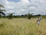 12053GT310_rice.JPG