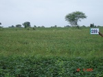 73550289c-rainfed-agriculture-soyabean-double-crop-wheat.jpg