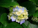 2019-03-26_11-33-26_Hydrangeas.jpg