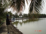 13035028a-fish-culture-scattered-coconut-tree.gif