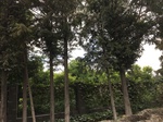 2017-09-12_12-38-20_7152147D-C066-4B19-BDB2-13633904748A.jpg
