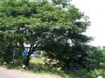 545211052008(16).JPG