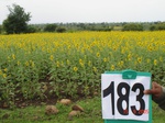 70230183e-rainfed-agriculture-cotton-dominant-sunflower.jpg