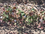 8139vp-016-irrri-cotton-sw-1a.jpg