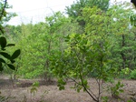 499920042008(12).JPG