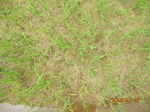 1801220090720_gt02b_Agriculture_Rice_Irrigated_Triple_Continous.JPG