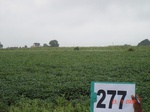 73170277b-rainfed-agriculture-soyabean.jpg