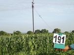 70460191b-rainfed-agriculture-mixedcrop-millet-dominant-soyabean.jpg