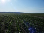 2017-06-05_13-05-37_CoCoRaHS Field Photo Weekend East 2 5-29-17.JPG