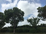 2017-09-12_12-39-05_3409CF32-5EE5-4BEA-BA1C-CD3158470127.jpg