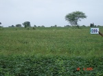 130340289c-rainfed-agriculture-soyabean-double-crop-wheat.gif